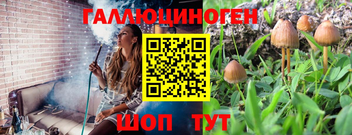 Псилоцибиновые грибы Psilocybe Вязьма